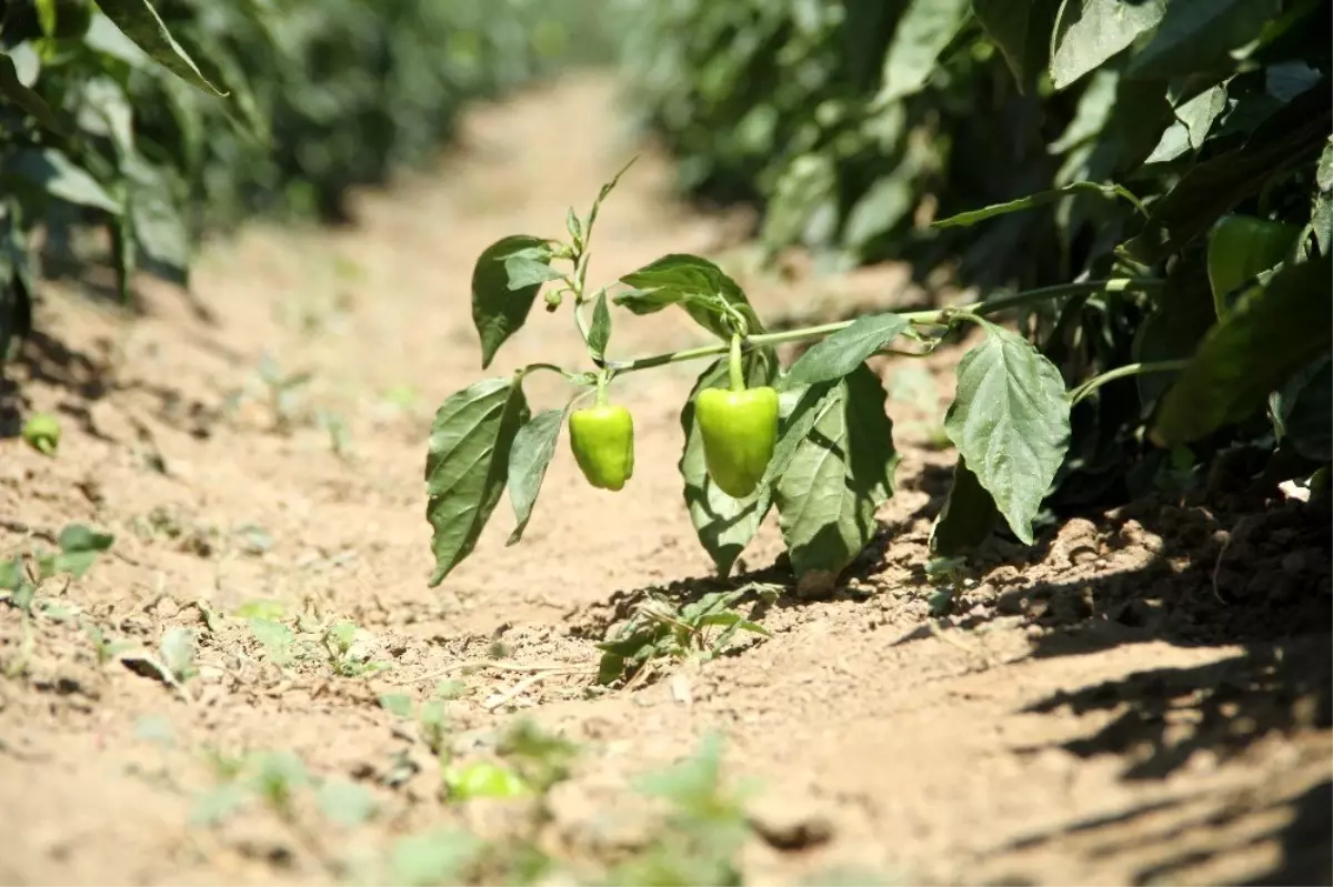 Nakliye maliyeti üreticinin en büyük derdi
