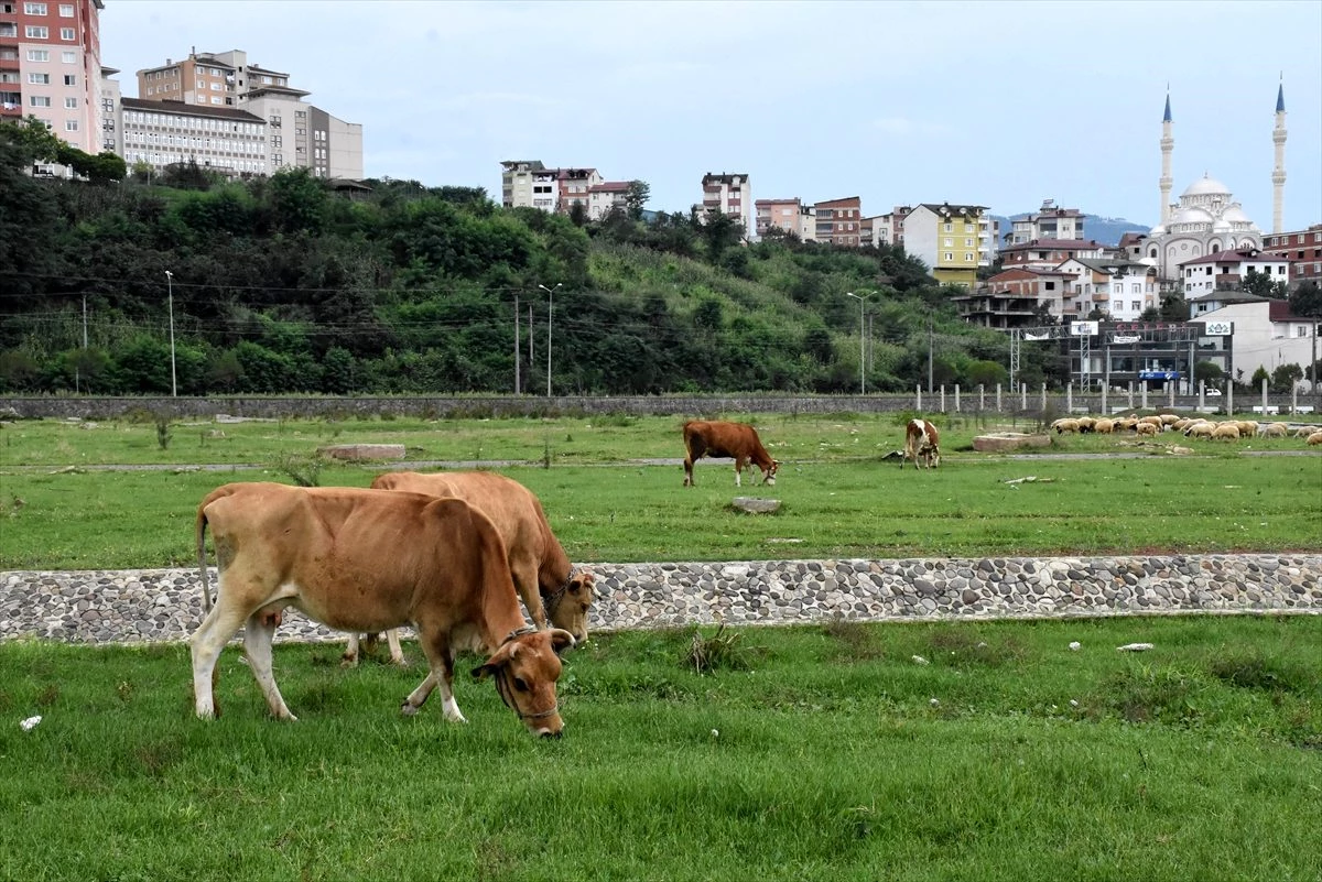 Ordu\'da şiddetli yağış