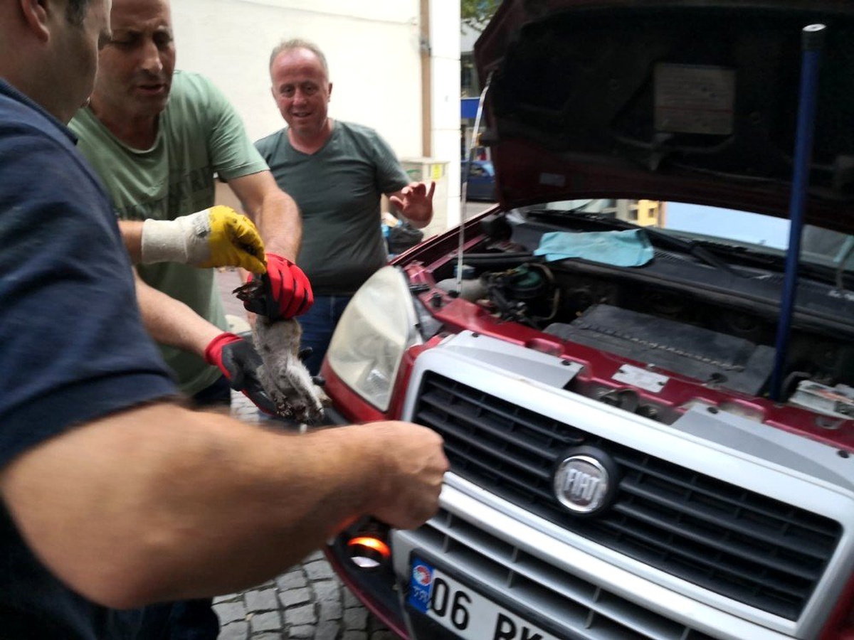 (Özel) Cadde ortasında 5 saatlik yavru kedi kurtarma operasyonu