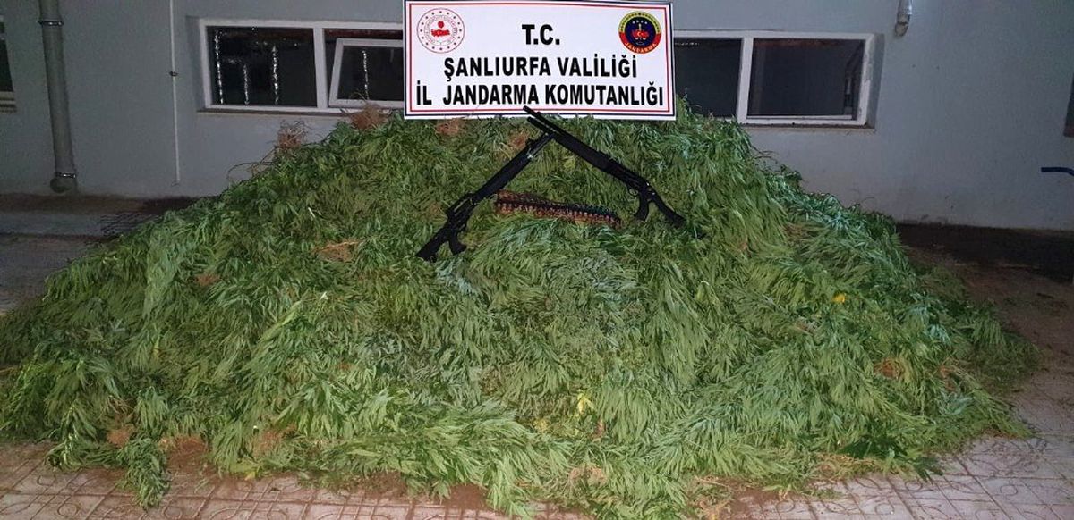 Şanlıurfa\'da 4 bin kök kenevir ele geçirildi