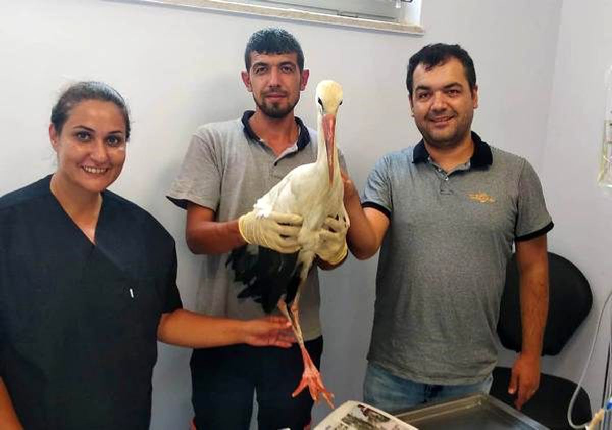 Yaralı leylek tedavisinin ardından doğaya bırakıldı