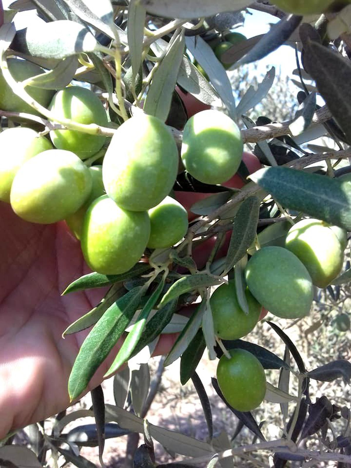 Zeytin sineği ile mücadele zamanı
