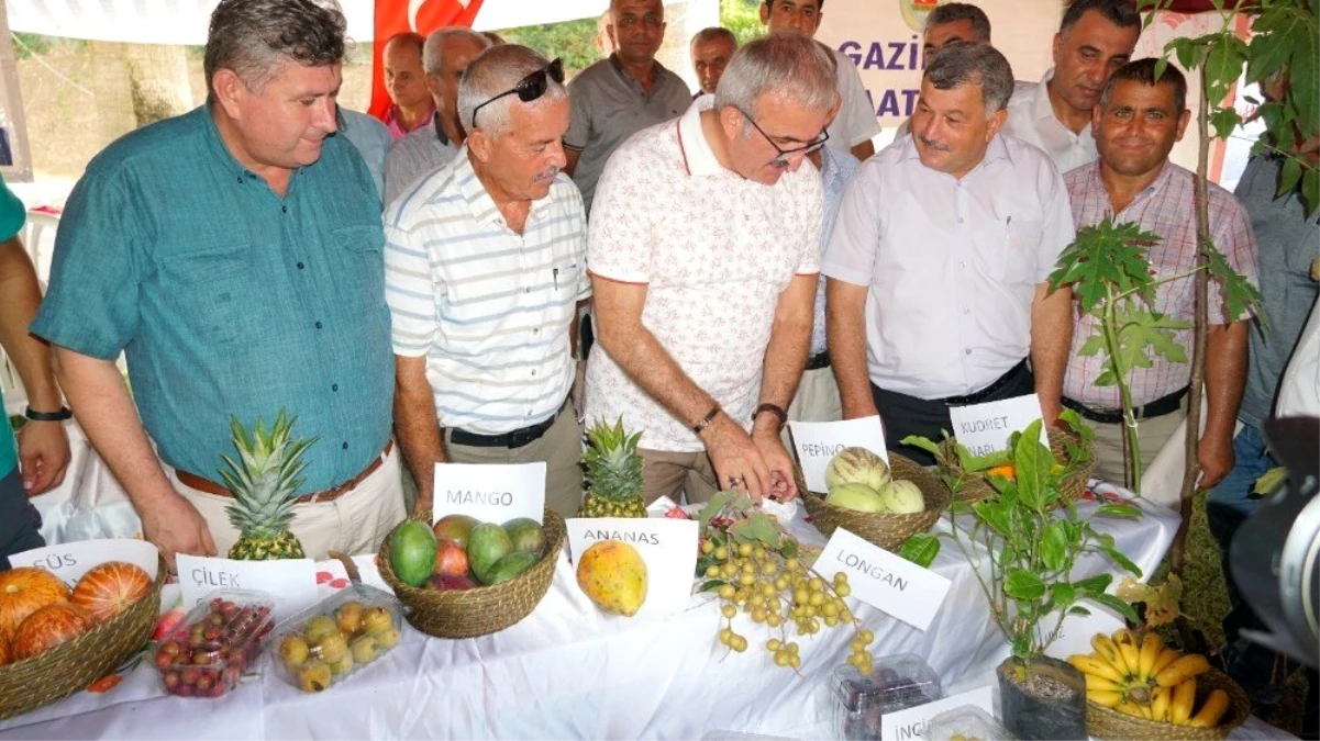 Antalya\'da ilk Tropikal Meyve Hasat Şenliği