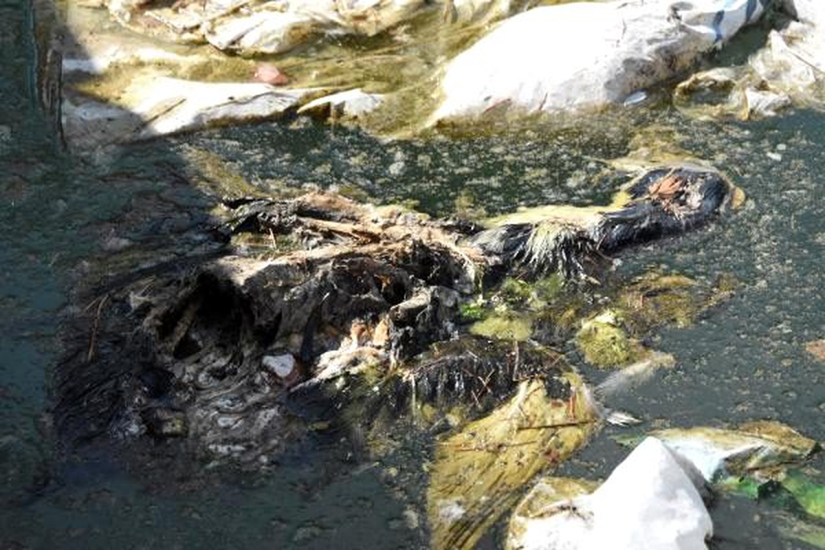Havuzda bulunan ördekler kirlilik nedeniyle öldü iddiası