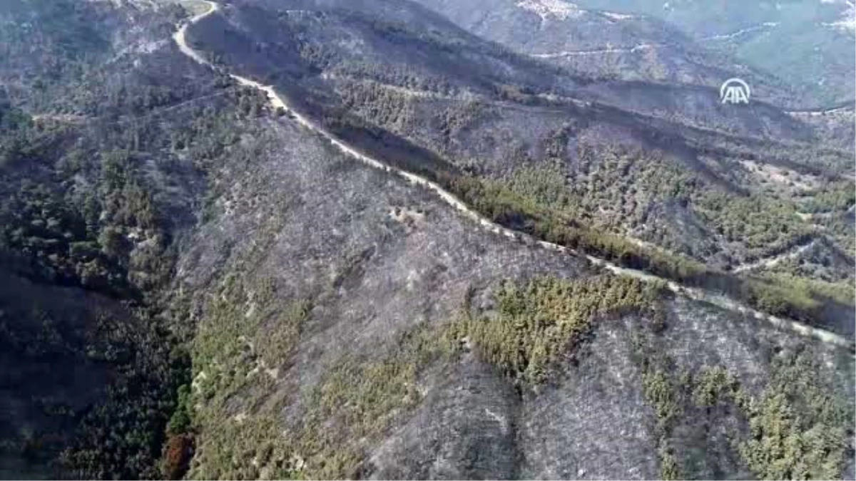 İzmir\'de yanan orman için 2 günde 30 bin fidan bağışlandı