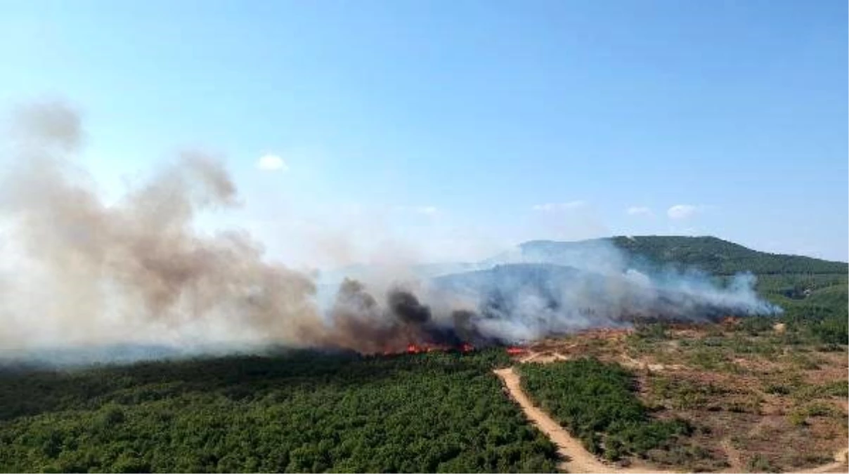 Keşan\'da orman yangını (2)