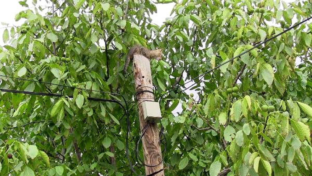 Telefon direğinde mahsur kalan kedi saatler sonra kurtarıldı