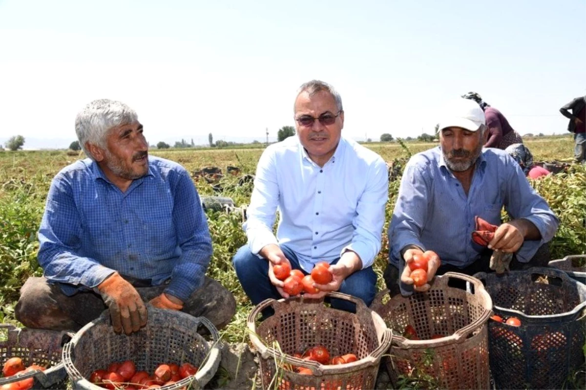 Vali Deniz, Akhisar\'da domates hasadı yaptı