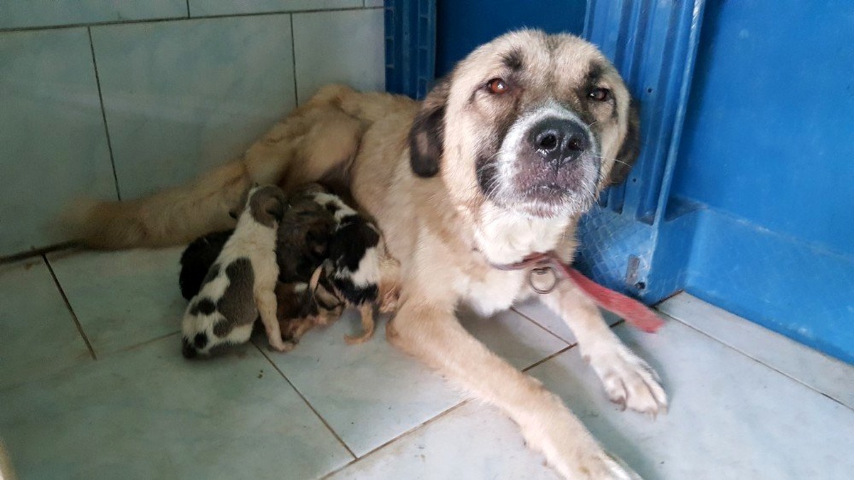 Yavru köpekler süt annelerine kavuştu