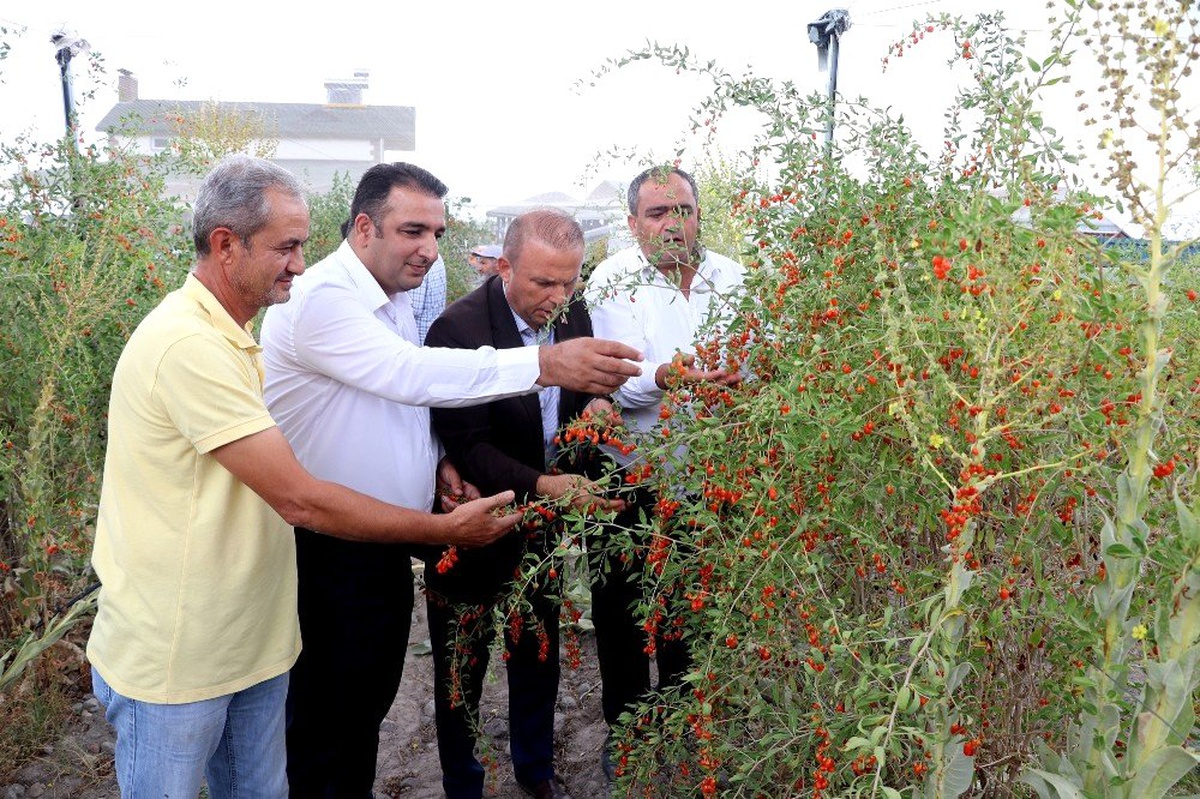 Aksaray\'ın Oscar kalite ödüllü goji berry\'si dünyaya ihraç ediliyor