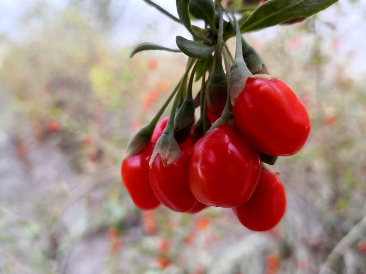 Aksaray\'ın Oscar kalite ödüllü goji berry\'si dünyaya ihraç ediliyor