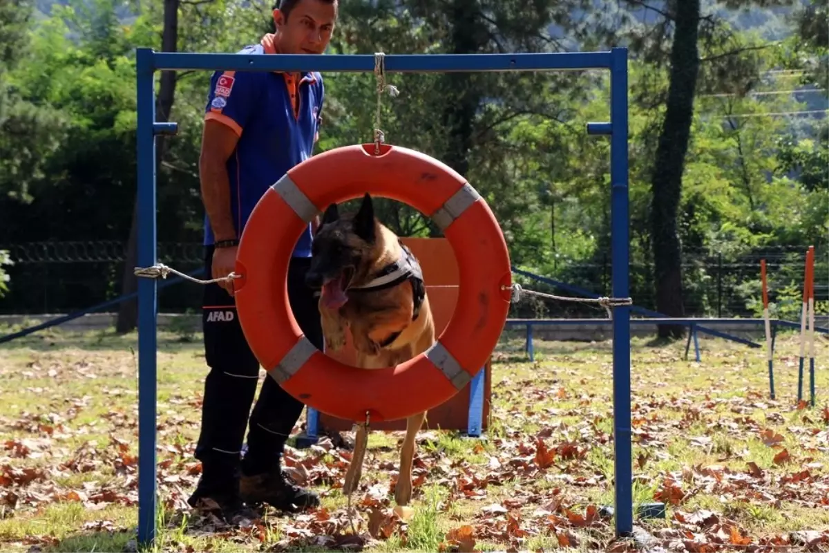 Altın burunlu köpekler AFAD\'da yetişiyor