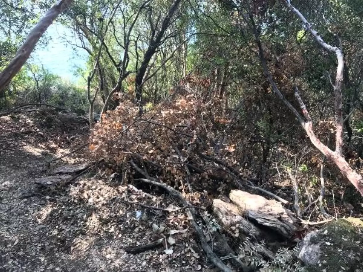 Araziye yol açmak için sit alanındaki ağaçlar kesildi