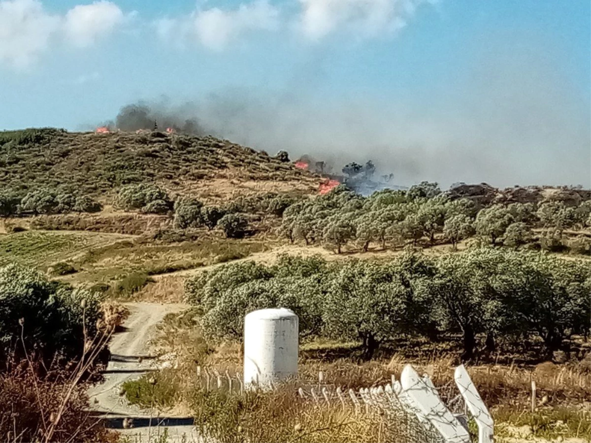 Hatay\'da bitki örtüsü ve zeytinlik yangını çıktı