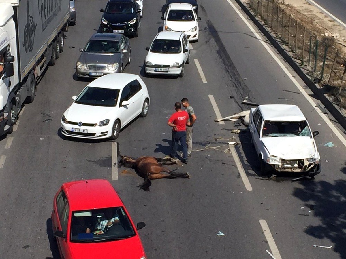 Kazaya sebebiyet veren iki at telef oldu