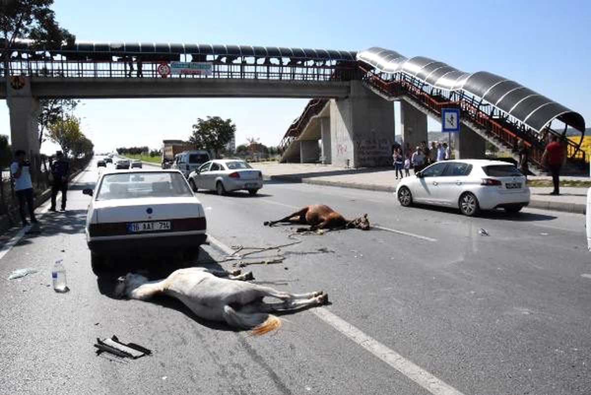 Otomobilin çarptığı atlar telef oldu; yolda araç kuyruğu oluştu