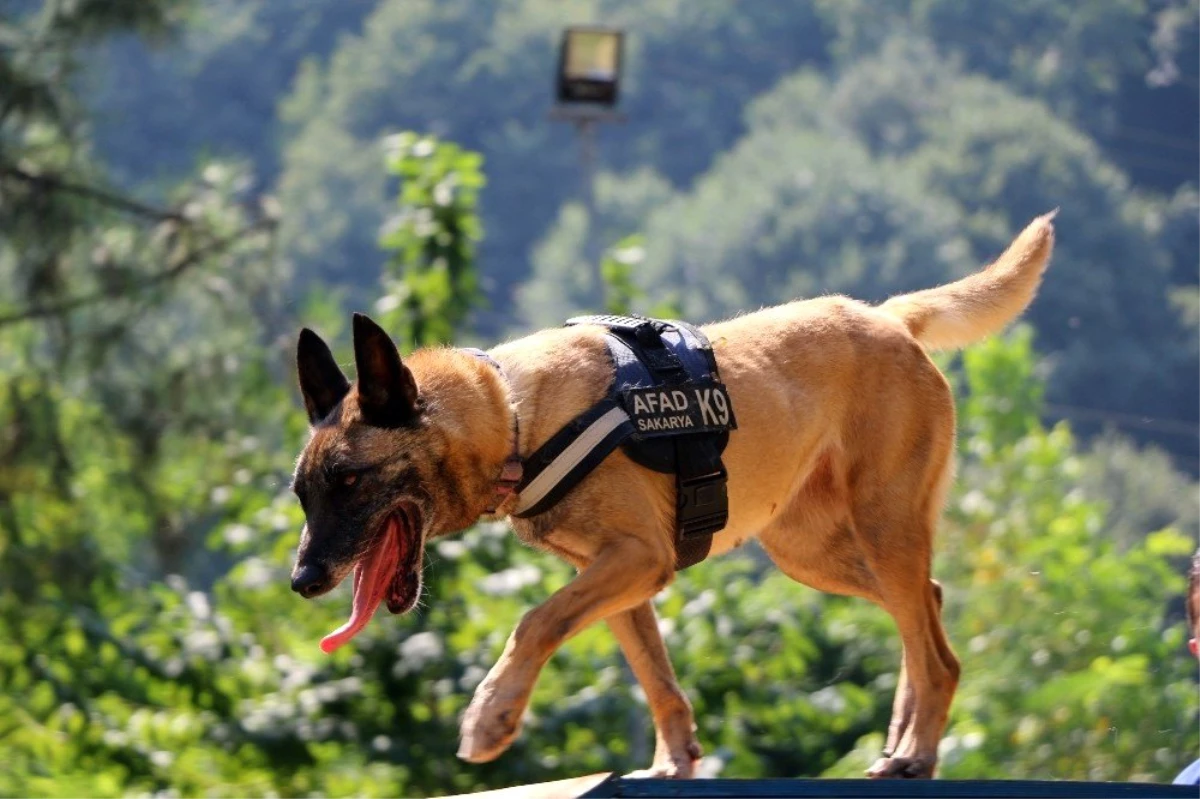 (Özel) Altın burunlu köpekler AFAD\'da yetişiyor