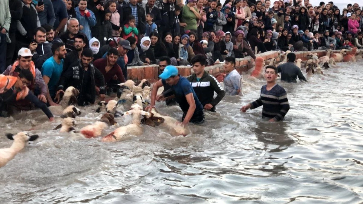 Şafak vakti koyunlarını buz gibi sudan geçirmek için yarıştılar