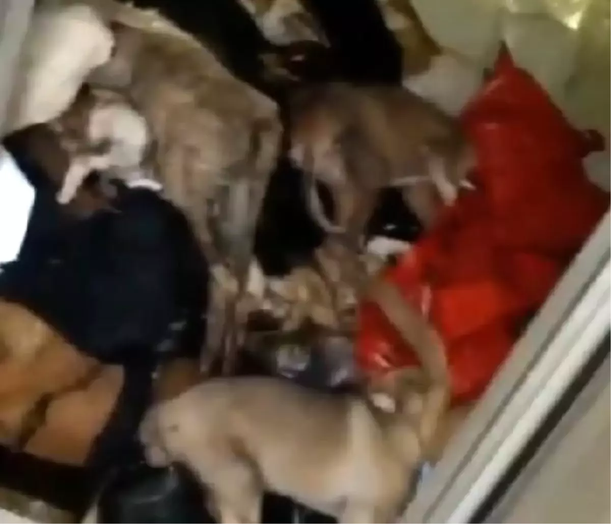Antalya\'daki barınakta dehşete düşüren görüntüler