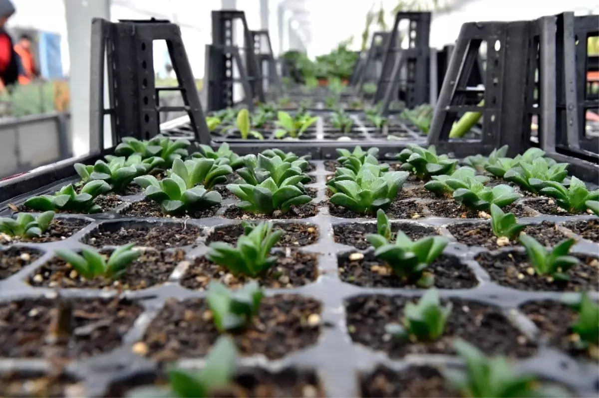 Başkent\'e ithal ağaç girmeyecek, israf son bulacak