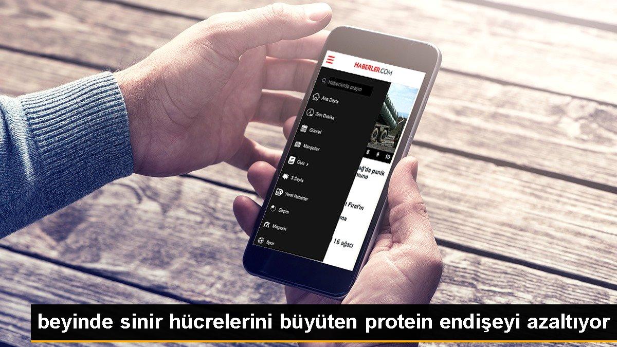 beyinde sinir hücrelerini büyüten protein endişeyi azaltıyor