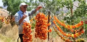 Elazığ'da kış için 'kurutmalık' mesaisi başladı