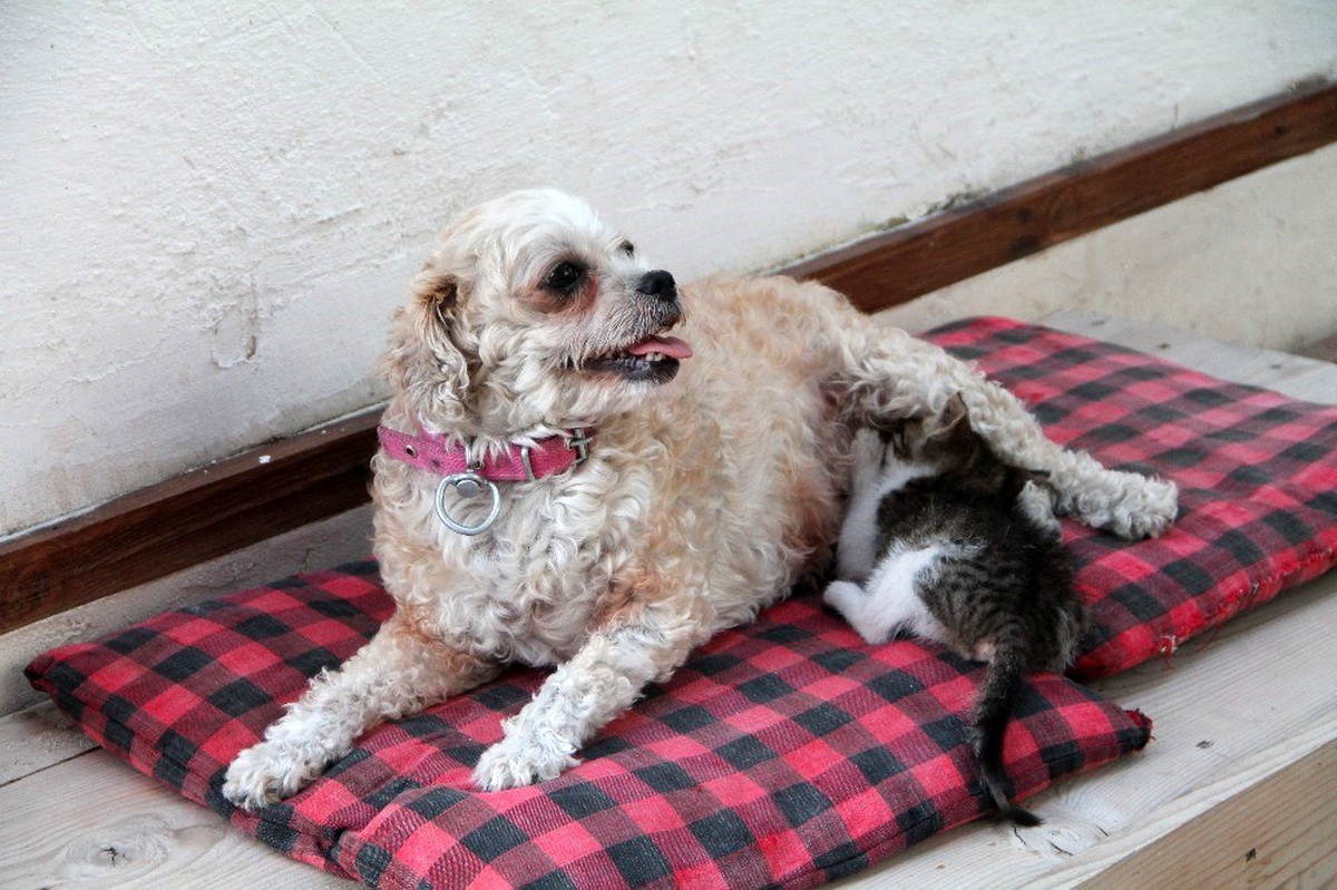 İki kısır köpek 4 kediye annelik yapıyor