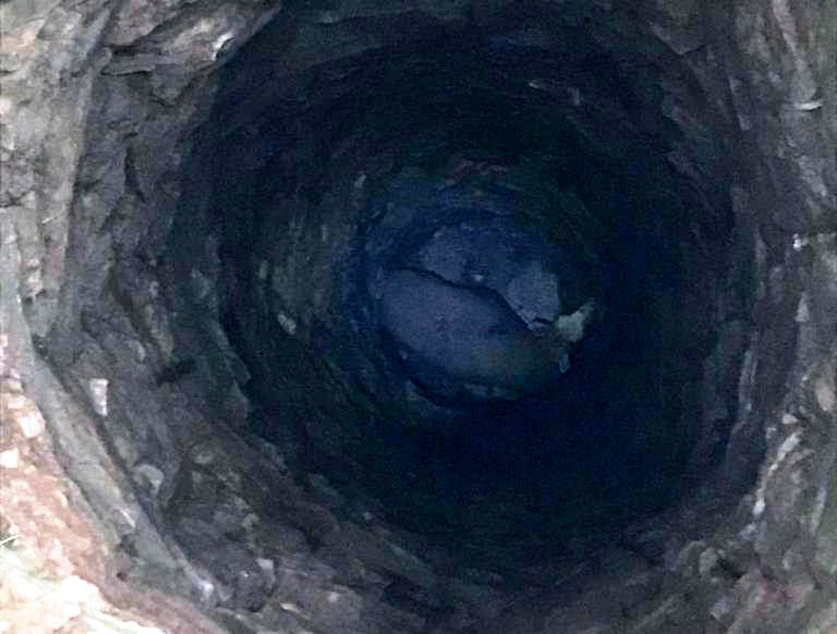 Kullanılmayan su kuyusuna düşen koçu itfaiye kurtardı