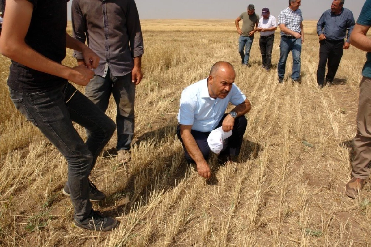 Toprak işlemesiz tarım yaygınlaşıyor