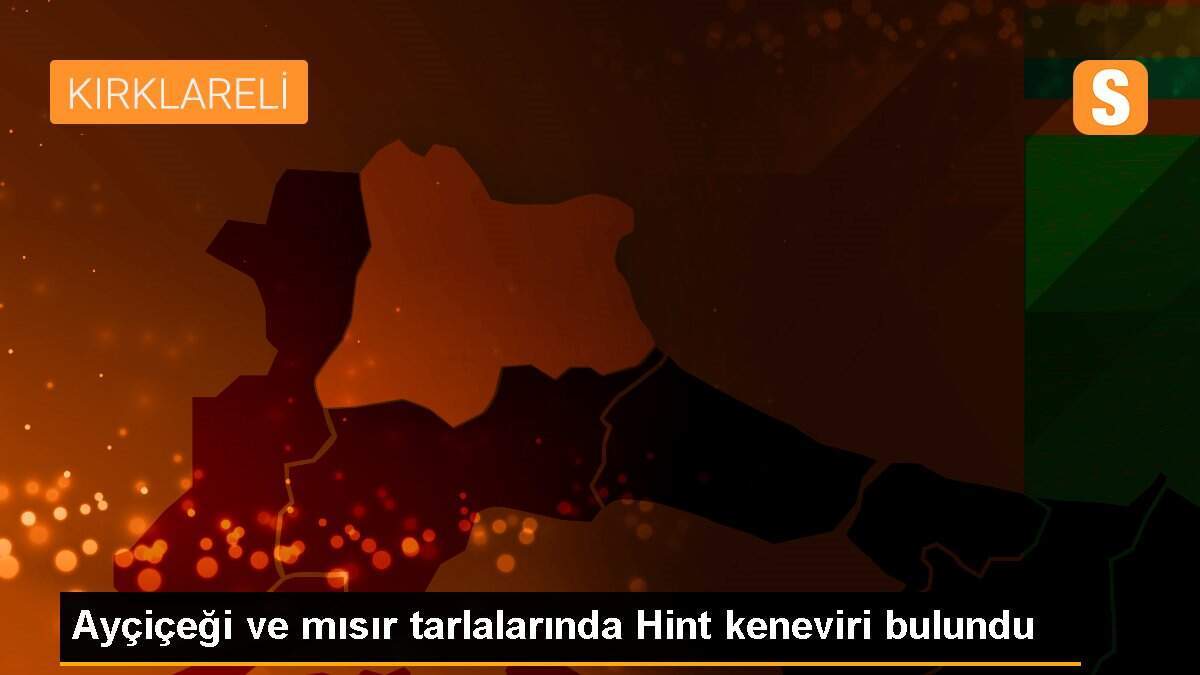 Ayçiçeği ve mısır tarlalarında Hint keneviri bulundu