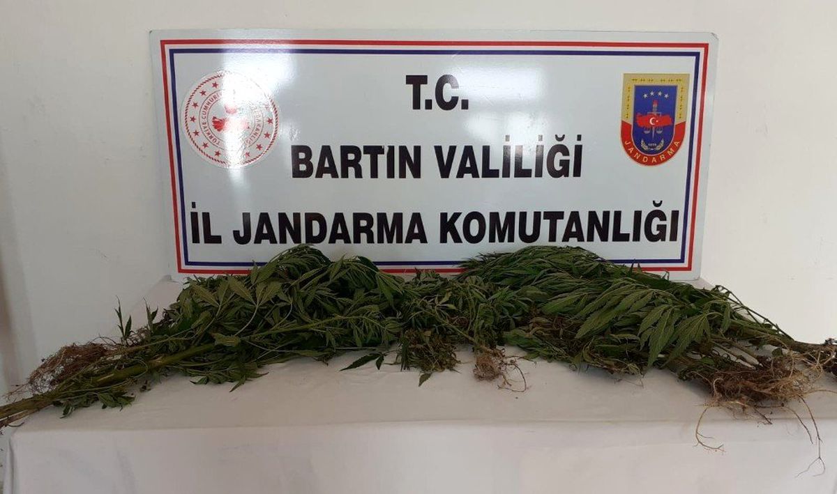 Bartın\'da Hint keneviri operasyonu: 2 gözaltı