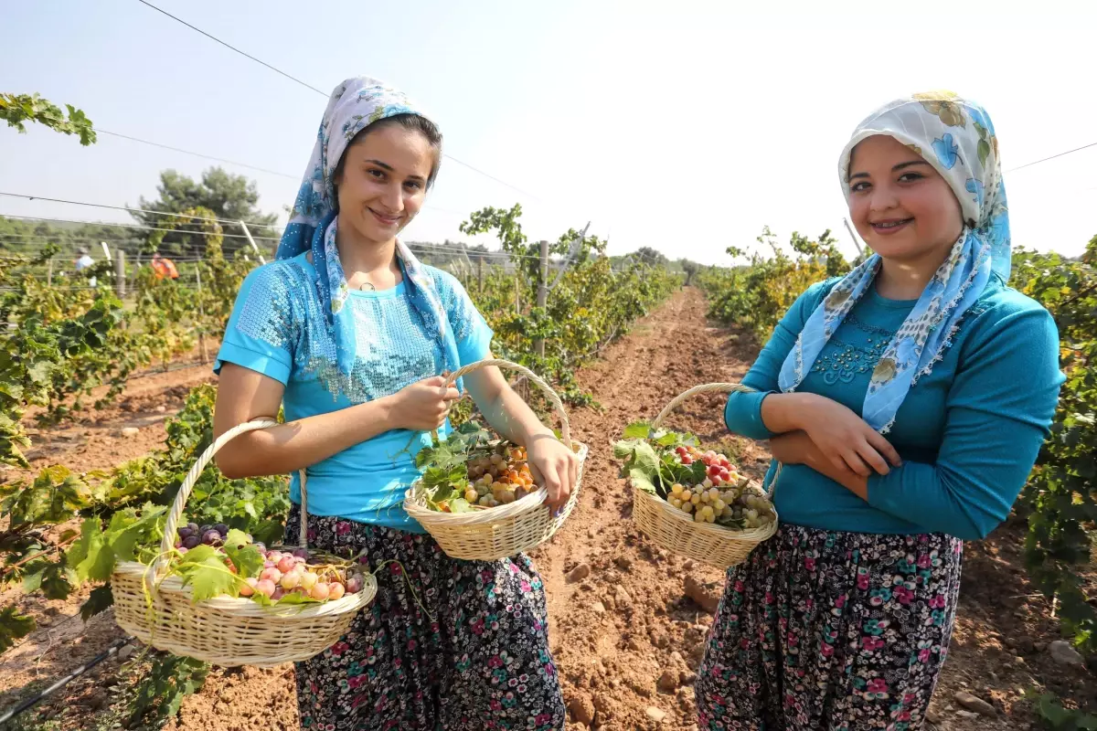 Buca\'da üzüm şenliği heyecanı