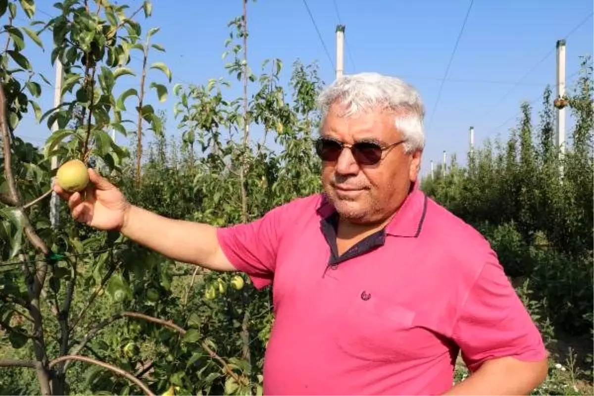 Çocukluk hayali armut bahçesinde ilk hasadını yaptı