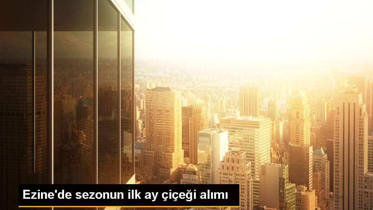 Ezine\'de sezonun ilk ay çiçeği alımı