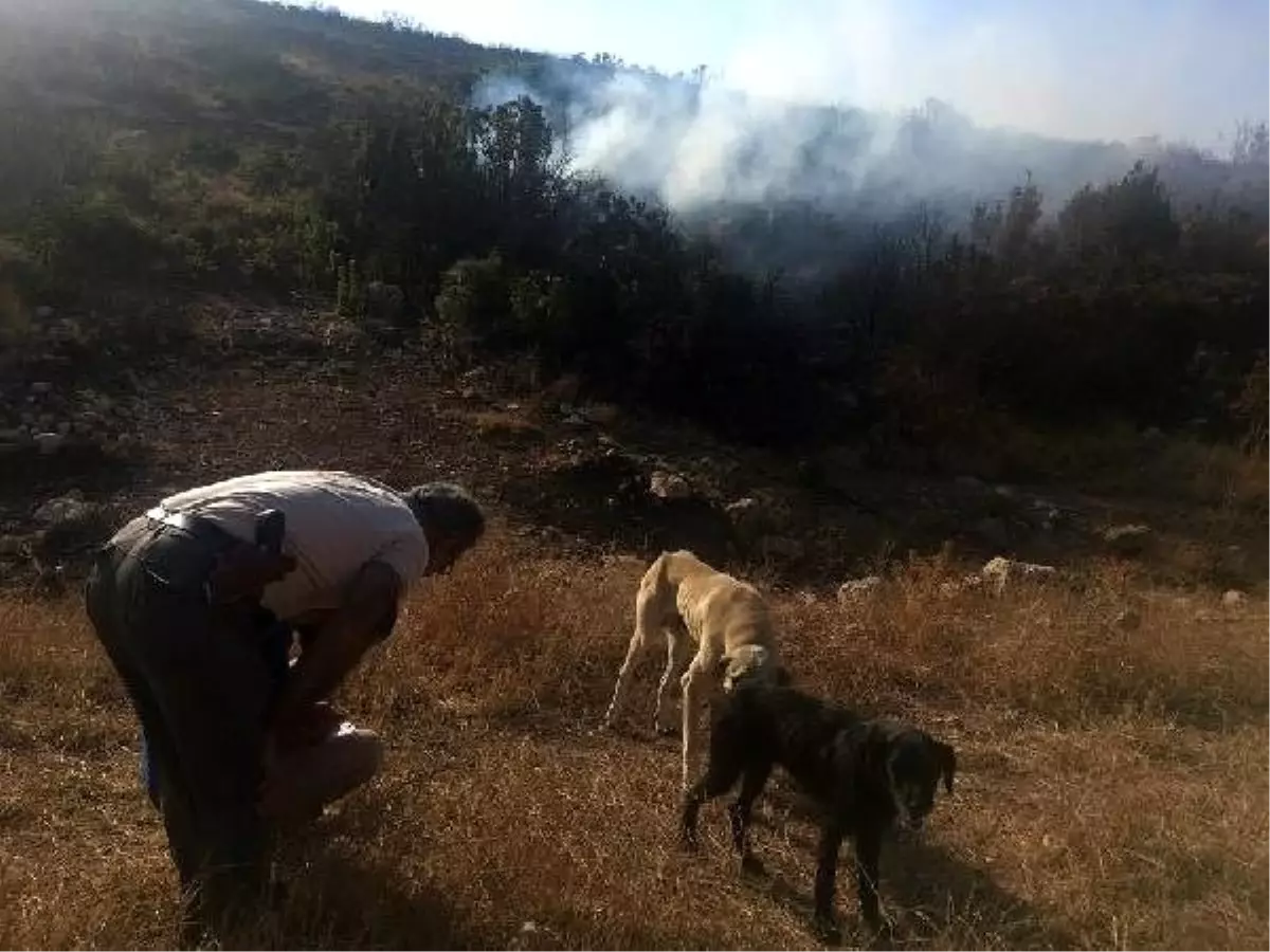 Hayvanların üreme alanını yakan yabancı uyrukluya gözaltı