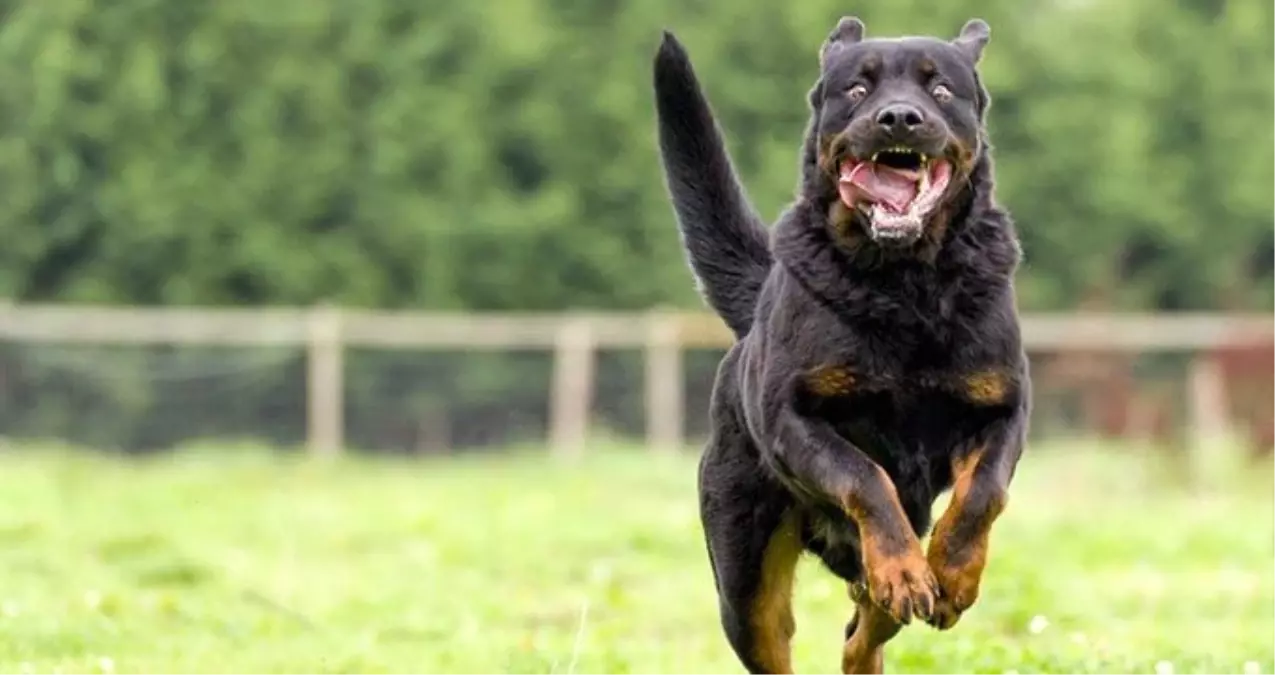 Hollanda\'da köpek dövüştürenlere ilk kez hapis cezası verildi