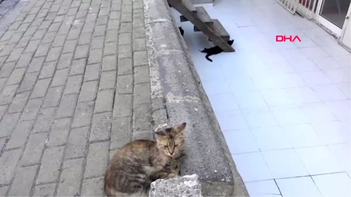 İstanbul-avcılar\'da sürücüler için \'kedi çıkabilir\' tabelaları astılar