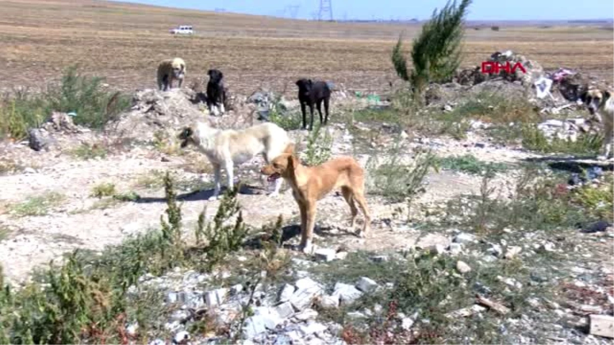 Kırklareli lüleburgaz\'da 300 köpek kayboldu iddiası