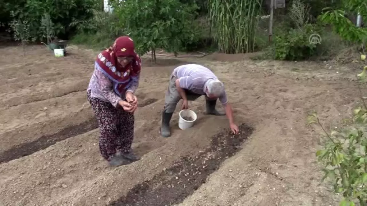 "Mucize bitki"nin tohumları toprakla buluştu