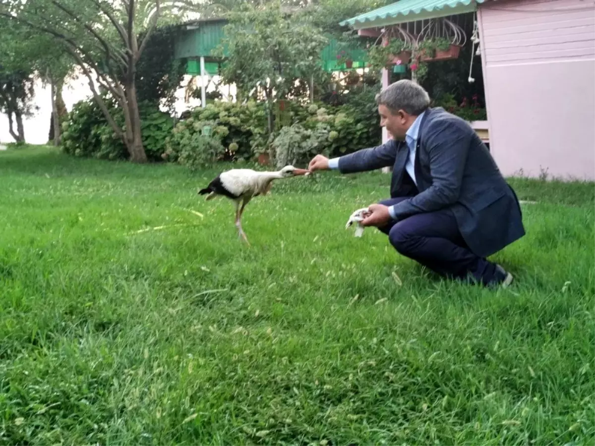 Sürüden ayrılan leyleği belediye başkanı elleri ile besledi