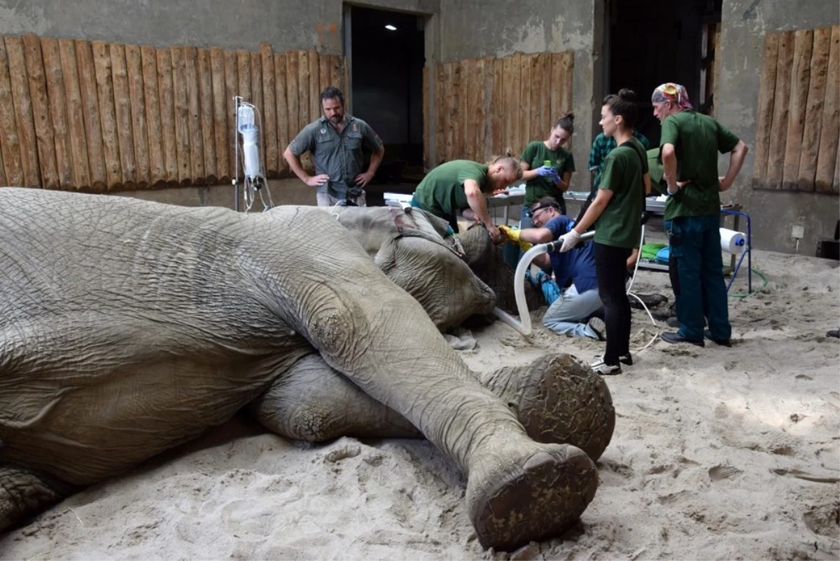 5,5 tonluk filin dişi ameliyatla çekildi