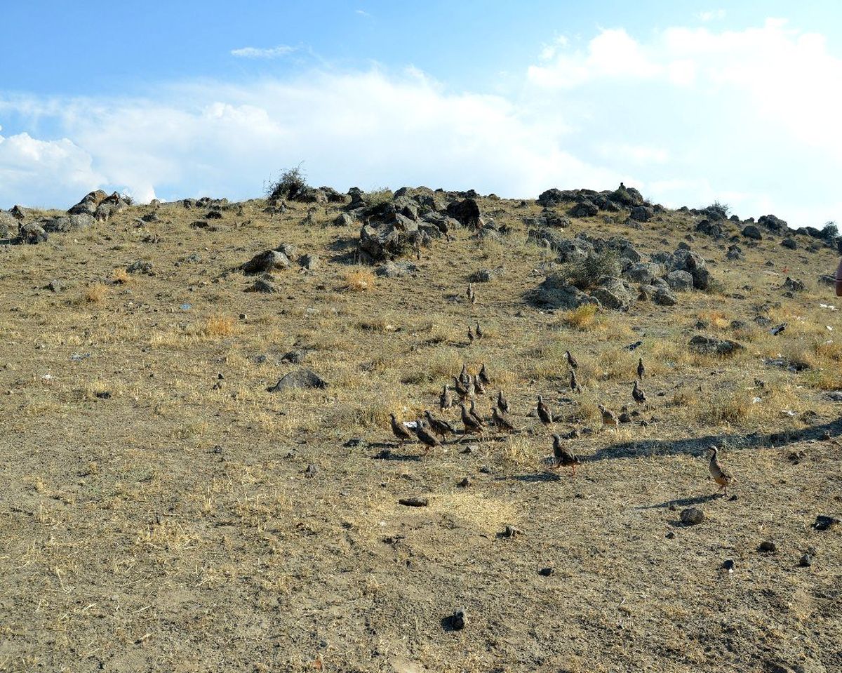 Ağrı Dağı Milli Parkına bin keklik bırakıldı