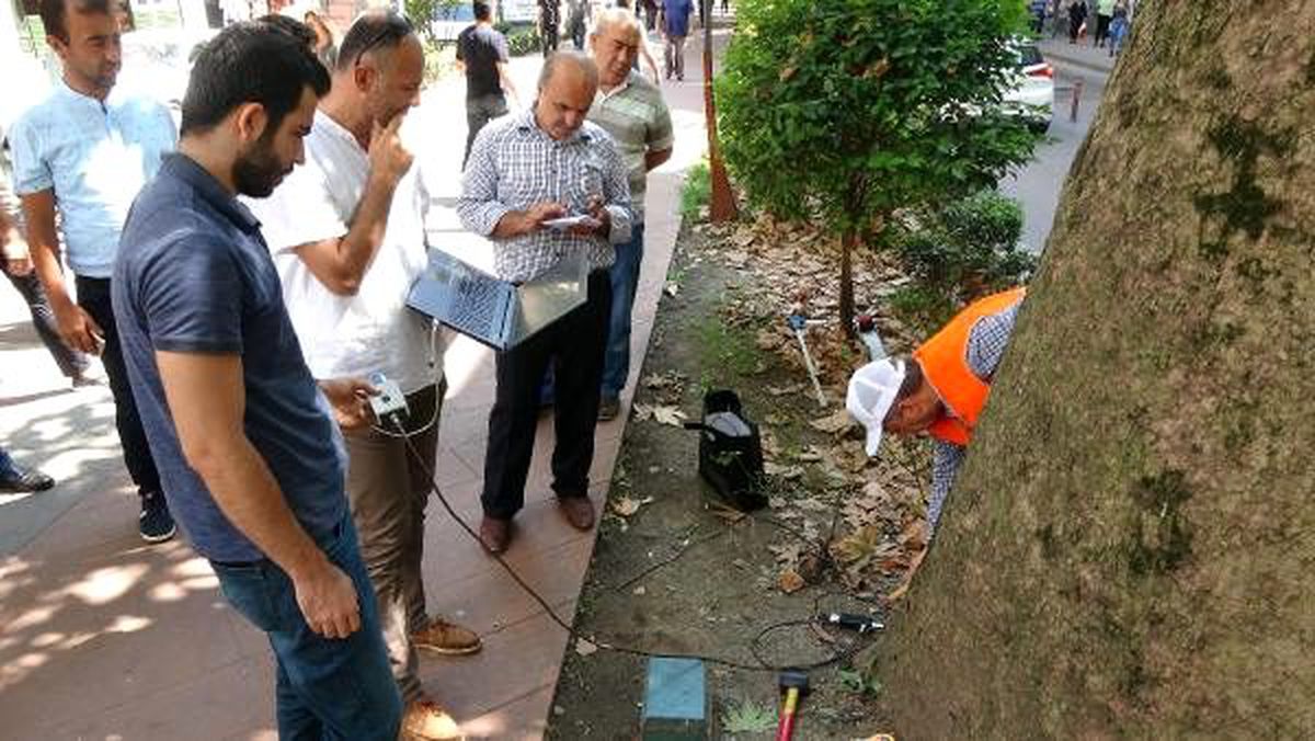 Asırlık çınarların tomogrofisini çekiyorlar