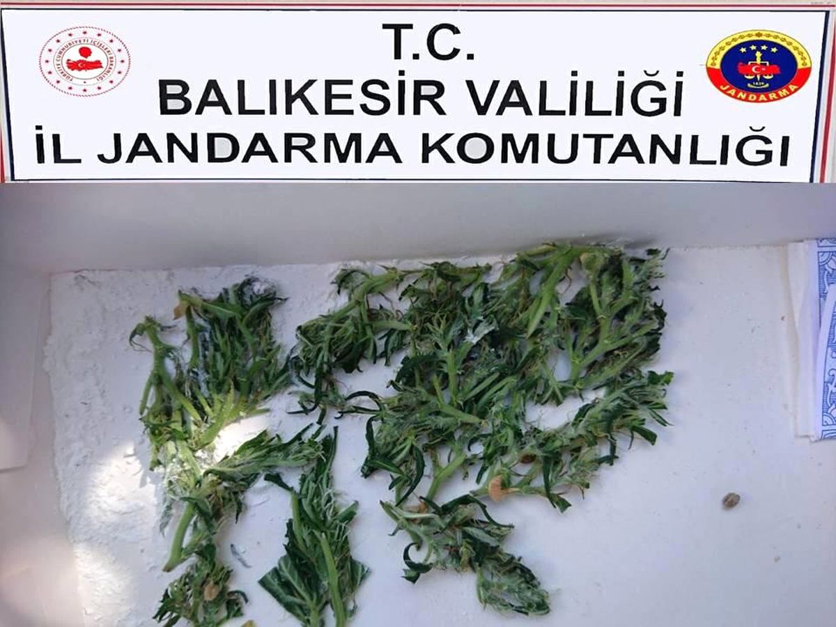 Bandırma\'da kenevir operasyonu