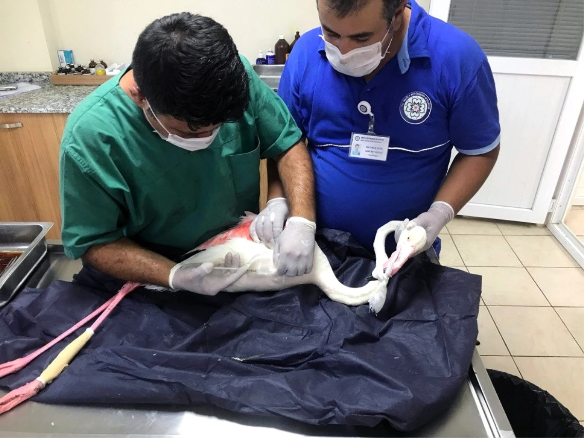 Büyükşehir ekipleri yaralı Flamingo\'yu tedavi etti
