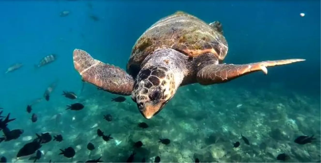 Caretta carettalar, turistlerle yüzdü