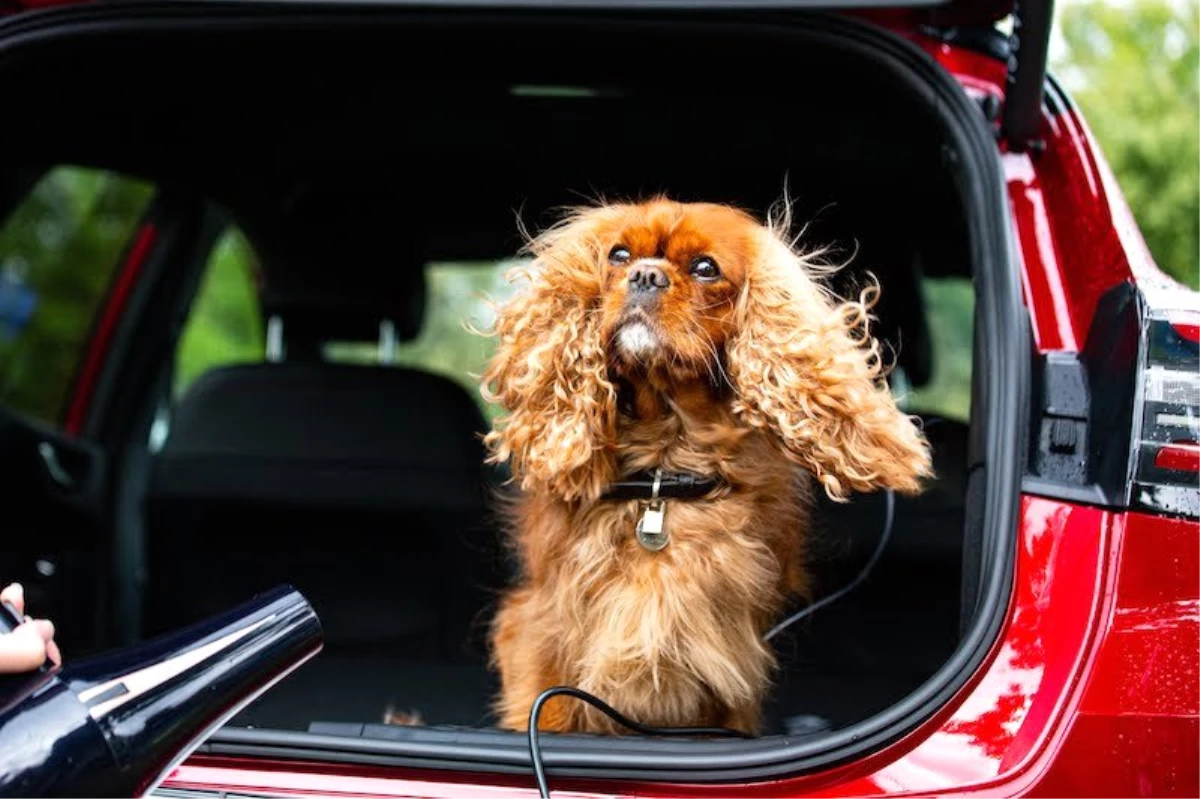 Ford, Dünya Köpek Günü\'nü pop-up mobil köpek bakım salonuyla kutluyor