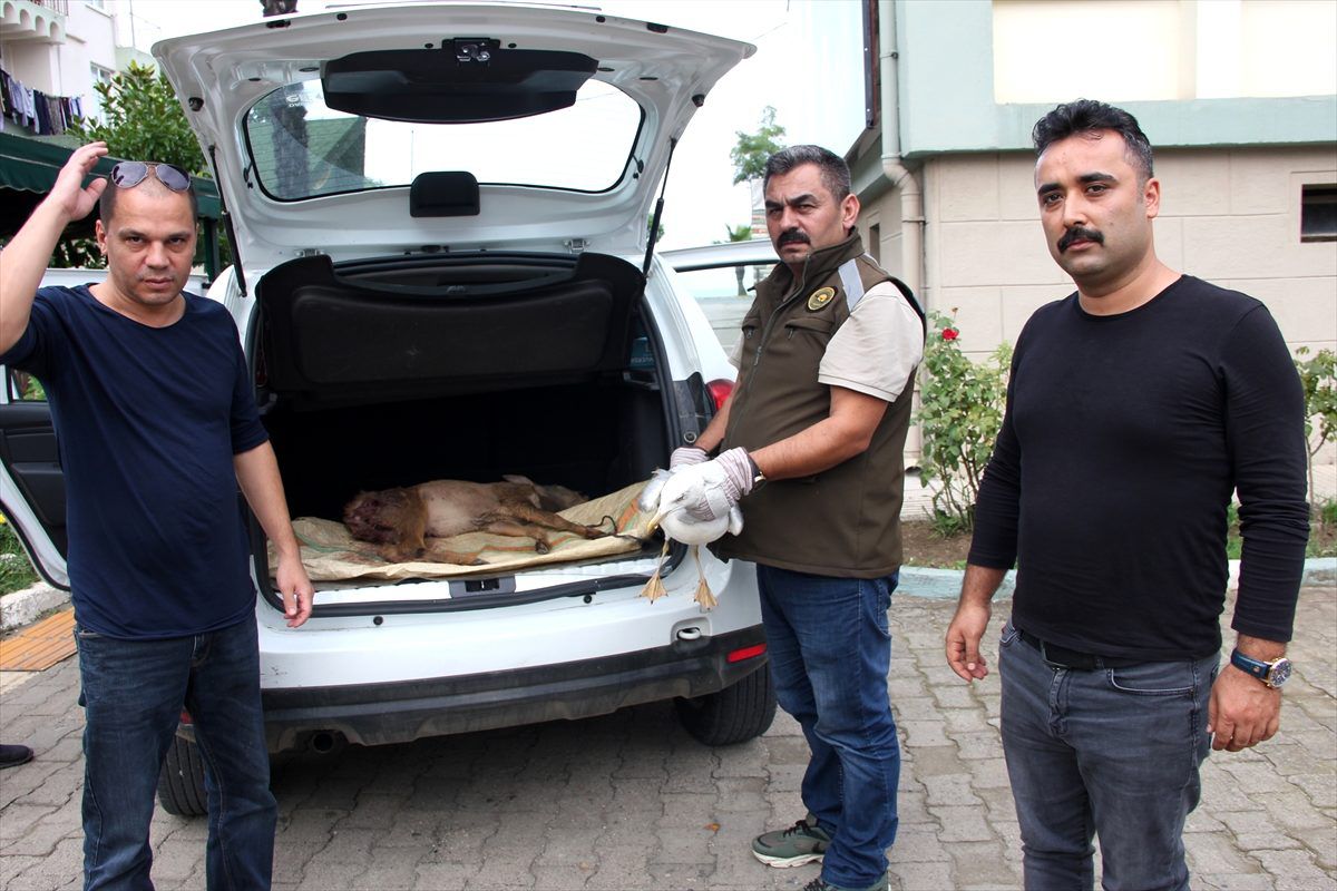 İkizce\'de yaralı karaca tedavi altına alındı