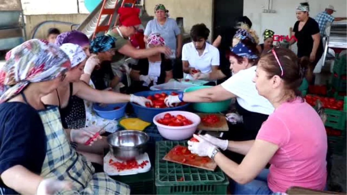 İzmir kooperatif üyesi kadınlar, domates konservesiyle üretime başladı