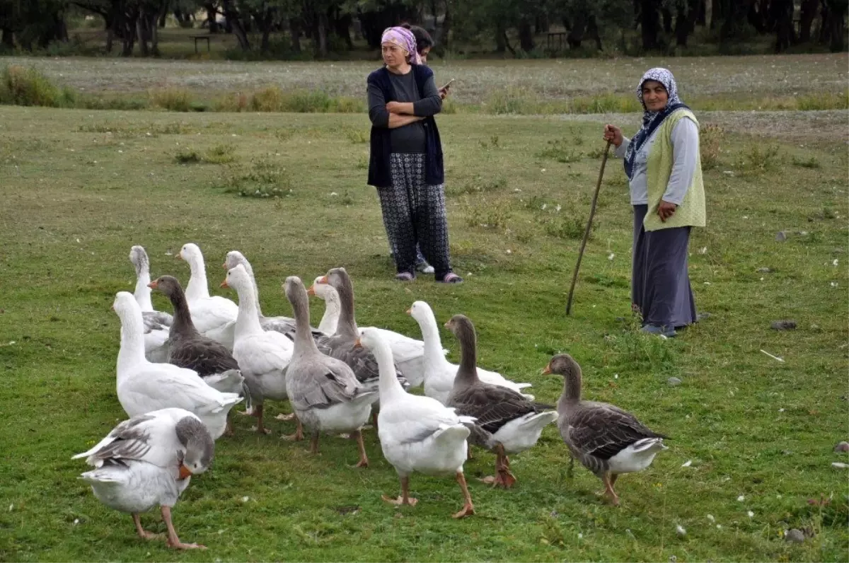 Kars\'ta kazlar besiye alındı